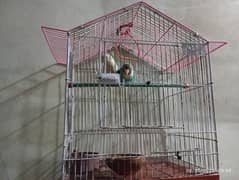 love birds with cage