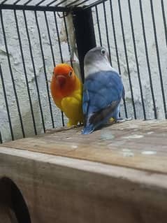 Love birds Breader pairs