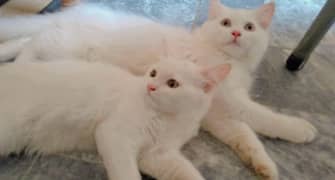 4 Month Persian Cats Pair