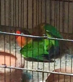 Breeder Pair Fisher Love Birds Parrots