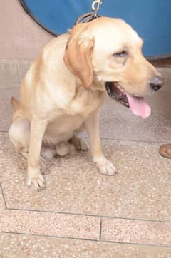 Labrador dog for sale | Male Dog