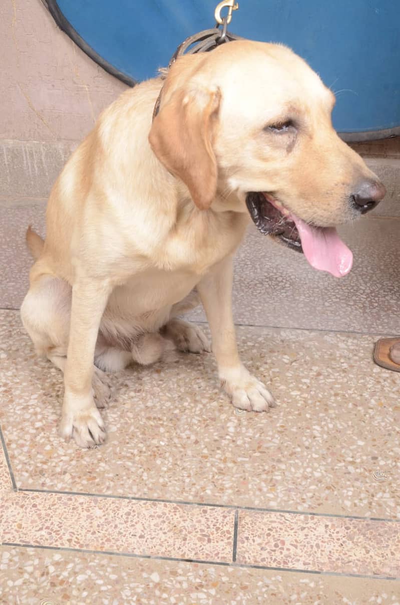 Labrador dog for sale | Male Dog 0