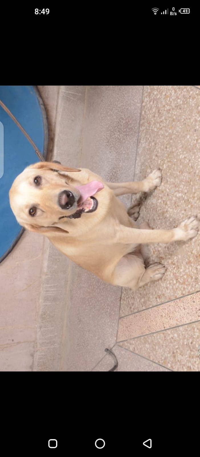 Labrador dog for sale | Male Dog 1