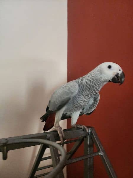 Triton Cockatoos, Blue and Gold Macaw, Amazons & African Grey 9