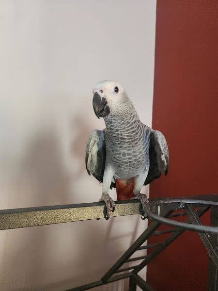 Triton Cockatoos, Blue and Gold Macaw, Amazons & African Grey 10