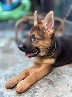 Imported Female GSD puppy read add03244474405