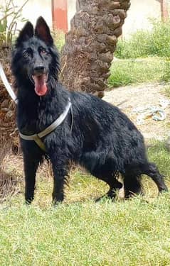 German black shepherd confirm breaded femake for sale 0