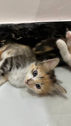 Litter Trained Female Kitten