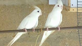 cockatiel white breeder pair Healthy pair