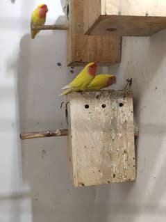 love birds and cocktail breeder pair