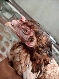 Pure Aseel Hen For sale