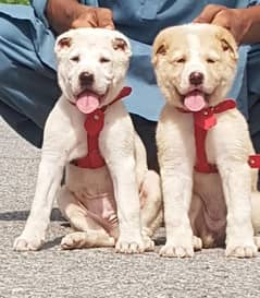 King Alabai pair pure breed security dog 2months for sale