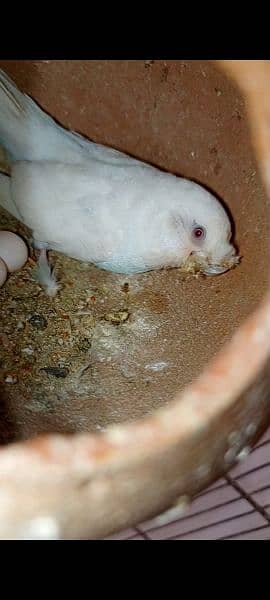 Red eye crusted Australian Parrots 1