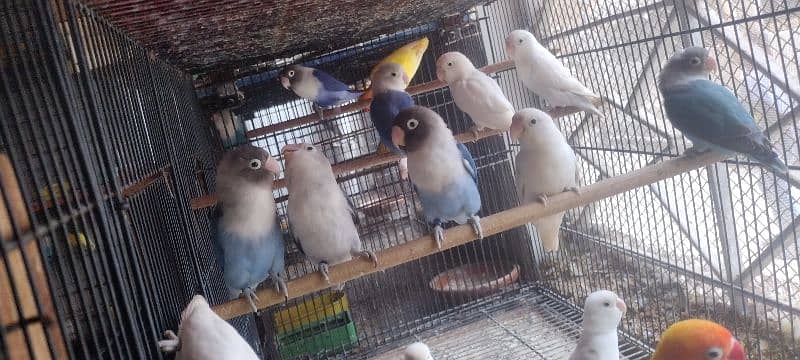 Cremino, Decino, Albino, Pastelino, split Red eye 3