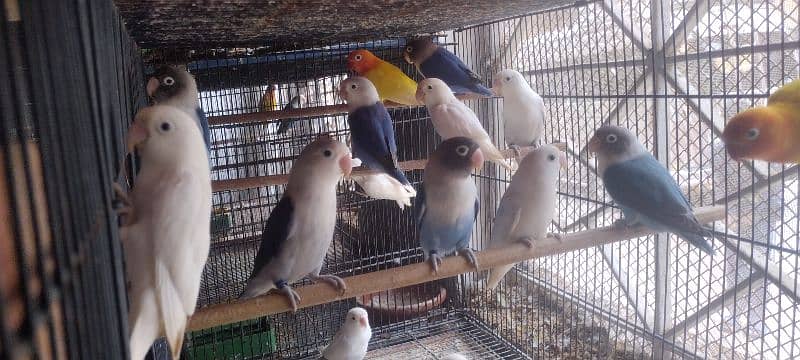 Cremino, Decino, Albino, Pastelino, split Red eye 6