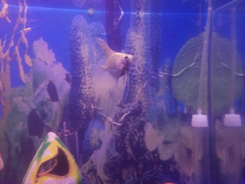 angle fish pair for aquarium 0