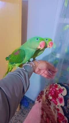 for sal raw parrots 0