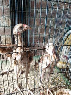 Pure Aseel Chicks For Sale