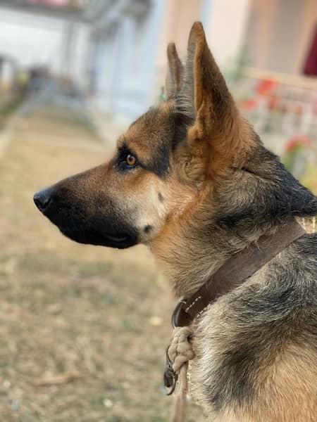 german shepherd double coat 1