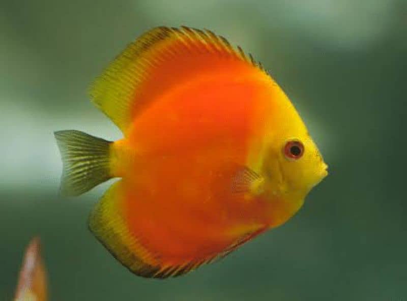 High Quality Discus 3