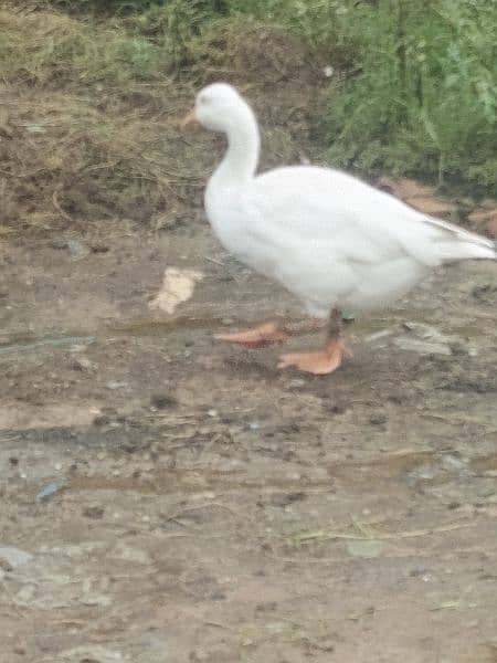 duck for sell 2