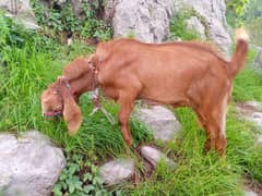 bakra