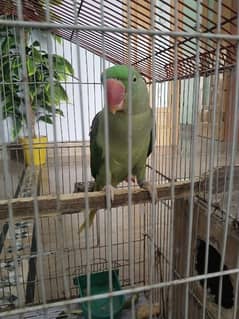 Female for sale need male for breeding Raw Katha