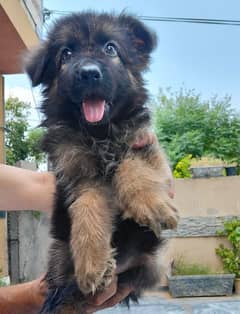 German Shepherd Long Courd Female. . Age 50 days