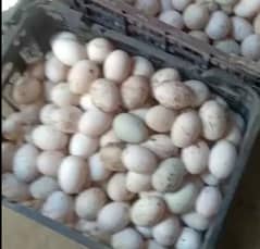 Gold misri RiR Australorp andor duck chicks or duck eggs available