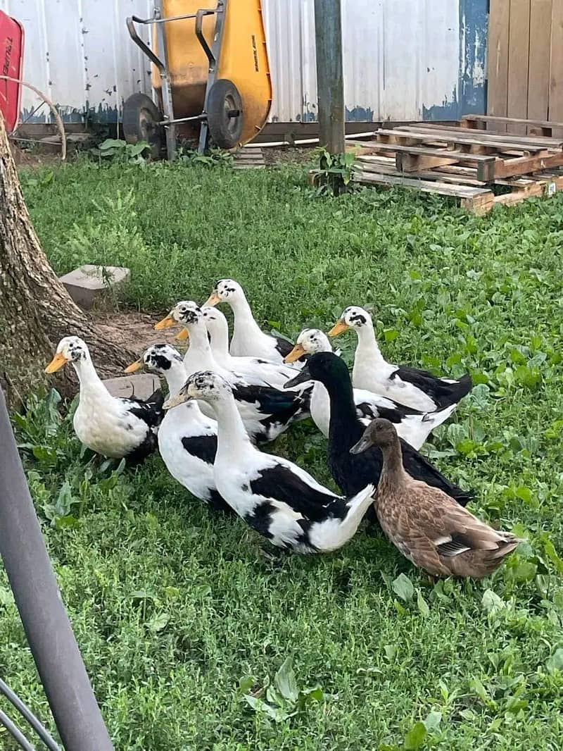 Gold misri RiR Australorp andor duck chicks or duck eggs available 5