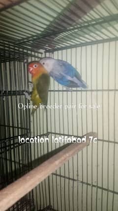 breeder pairs for sale reasonable price