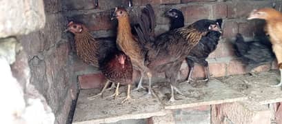 misri hens egg laying (03122891994) 0