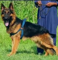 German Shepherd long coat male for sale