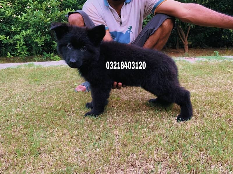 German shepherd Black  pink pedigreed Long Hair  imported  puppies 5