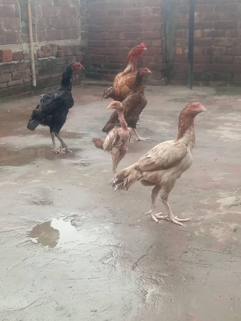 Aseel chicks for sale 1