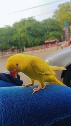 Yellow Parrot Tamed