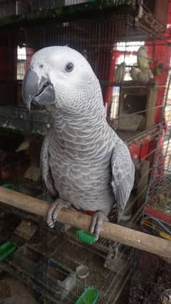 Congo grey parrot hand tamed