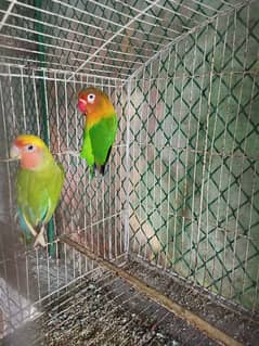 love brid fisher breeder pair