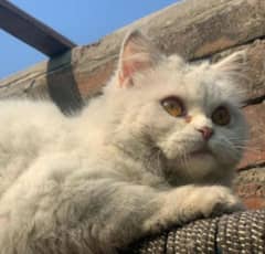 Persian cat for sale