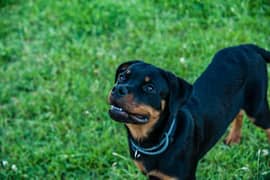 Rottweiler puppy / Rottweiler Dog / Puppy / Dog for sale