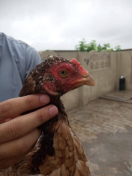 Aseel mianwali lakhi madi. churas Nali 3