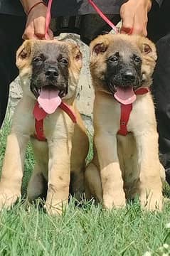 king Turkish kangal pair show quality havey bone structure for sale