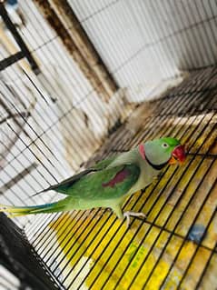 2 Years Age , Raw Parrot ( Pair )