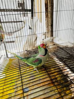 2 Years Age , Raw Parrot ( Pair )