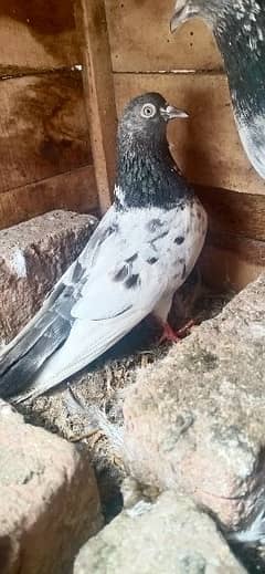 pigeon sale total 9 piece