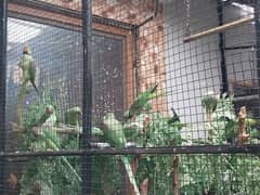 Raw Parrots colony for sale