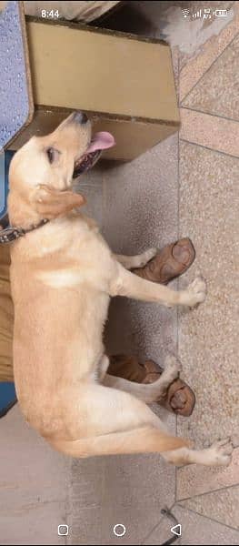 Labrador dog for sale | Male Dog 2