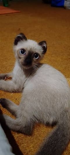 Scottish fold Siamese