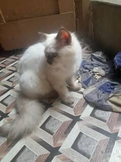 persian cat