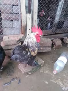 hen